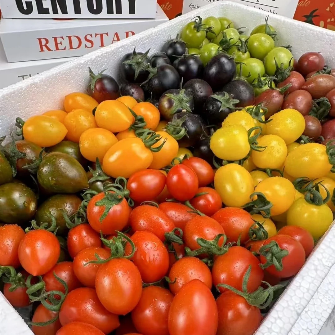 【顺丰包邮】山东现摘三色小番茄组合千禧/青甜/迷恋香甜爆汁圣女果