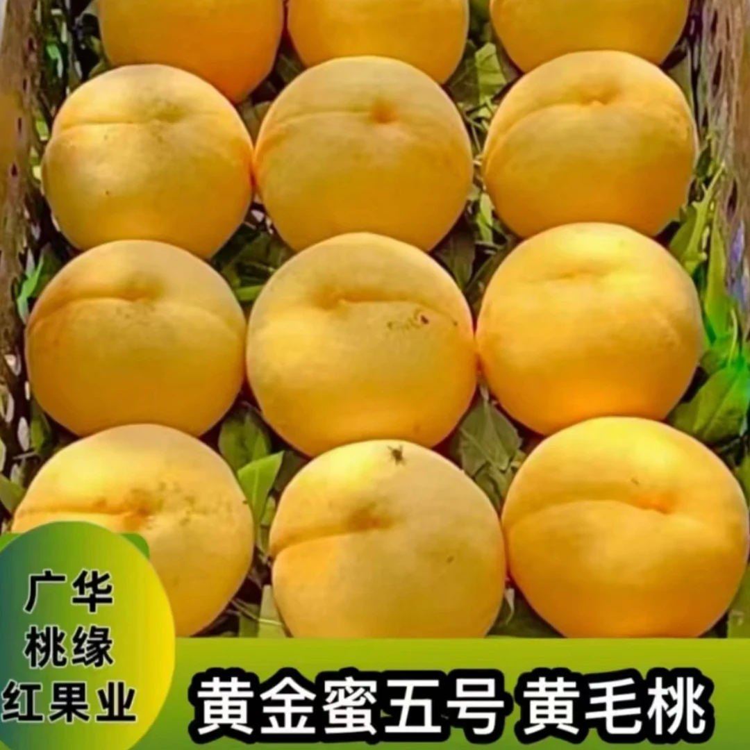（黄金蜜五号）秋季落叶后发苗