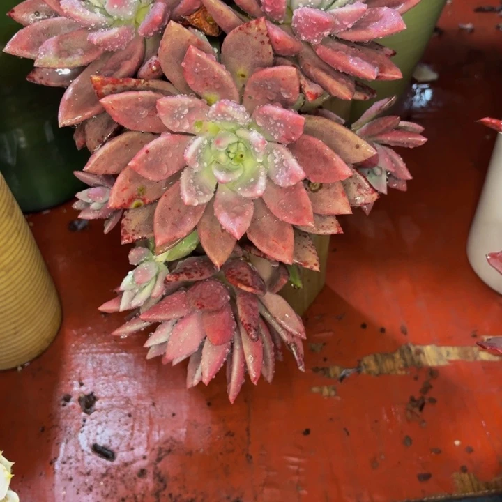 果***妈老桩精品肉肉桃花源