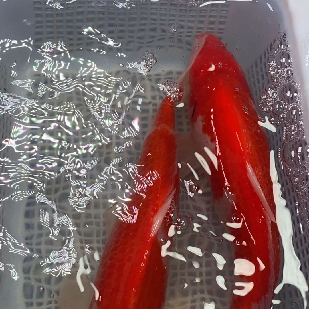 锦鲤冷水锦鲤包邮