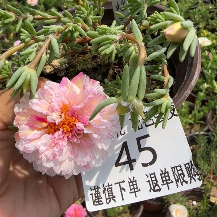 无花朵045超小苗盆口10cm