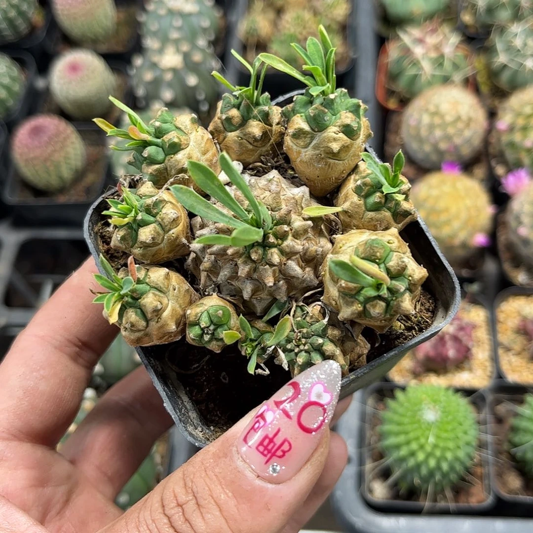 峨眉山群生有根发货