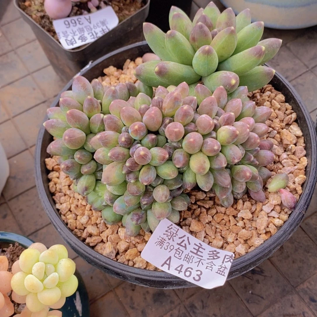 香蕉树缀13cm463多肉植物