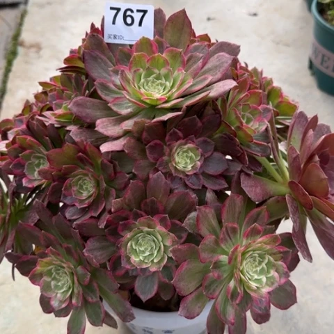 767莲花32厘米左右