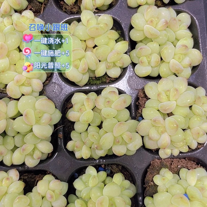 阳光玫瑰群【满10颗包邮】