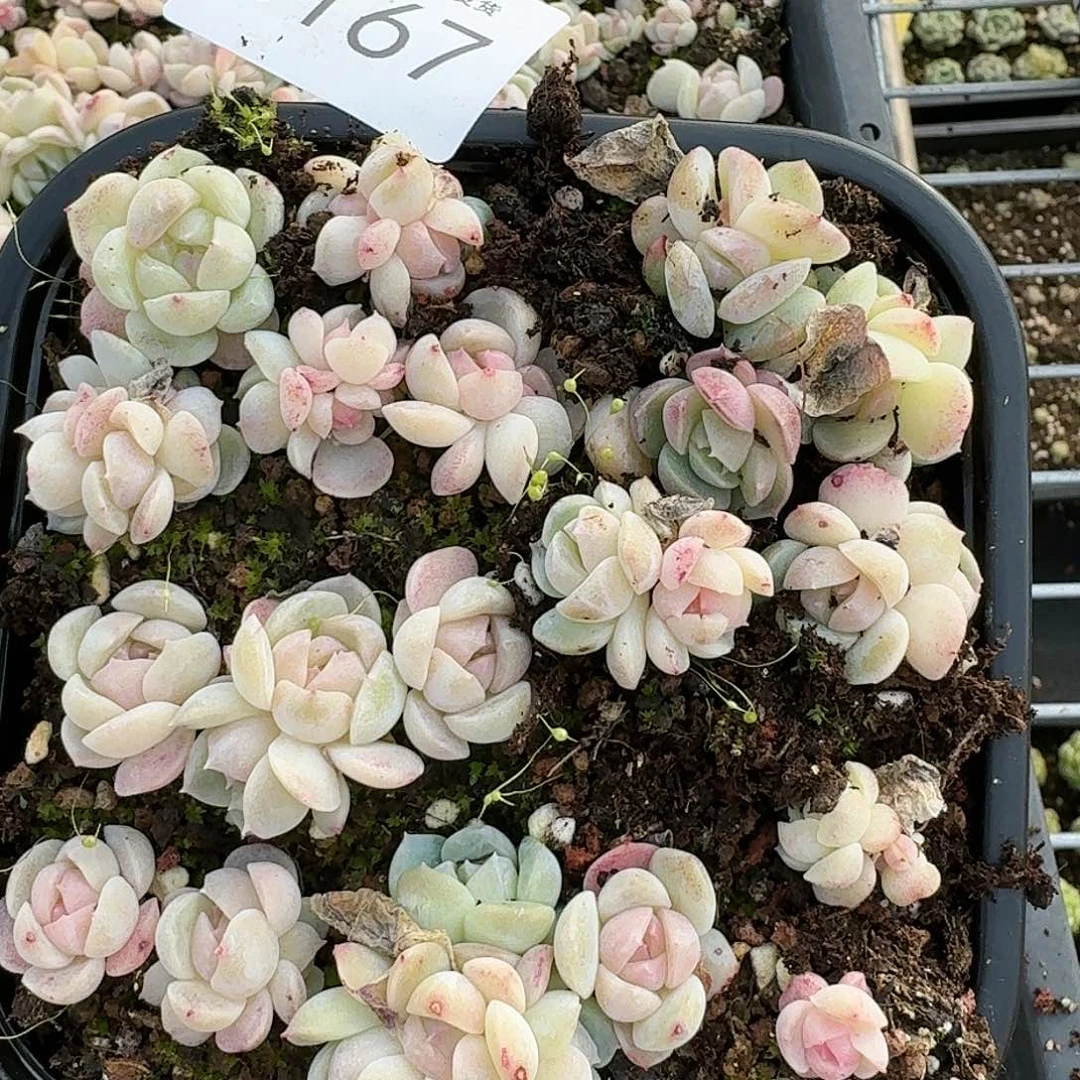 杂交新品珍妮多肉167