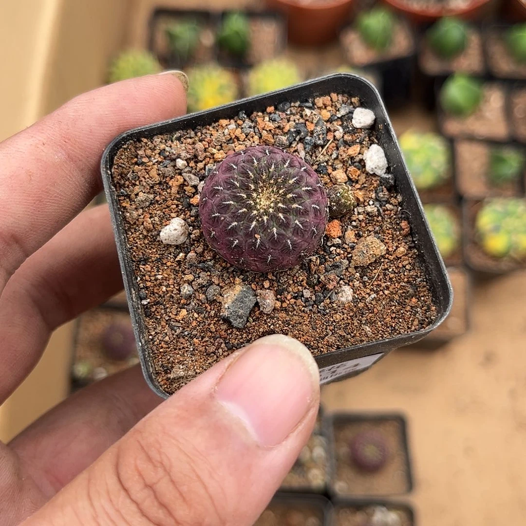 西****109014一物一拍单头发货