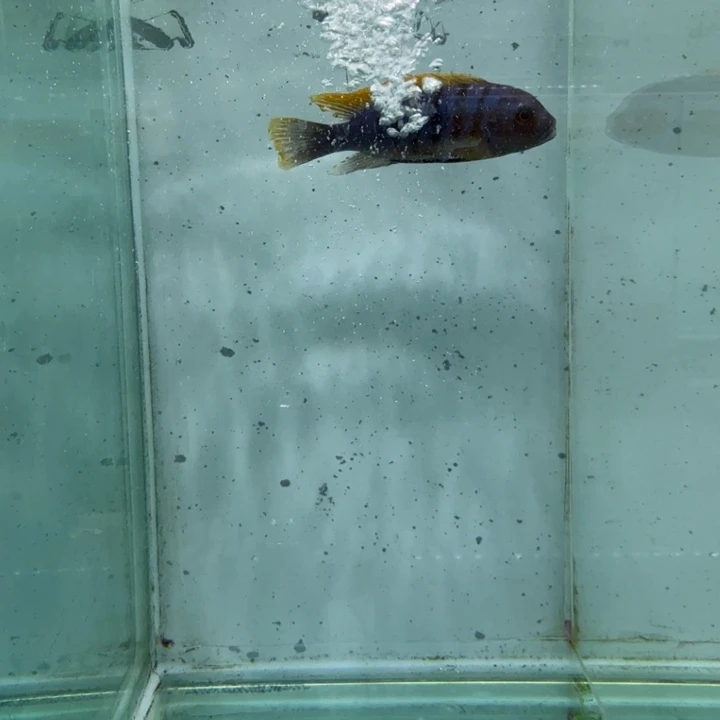 海水423号野生红鸡费恩。