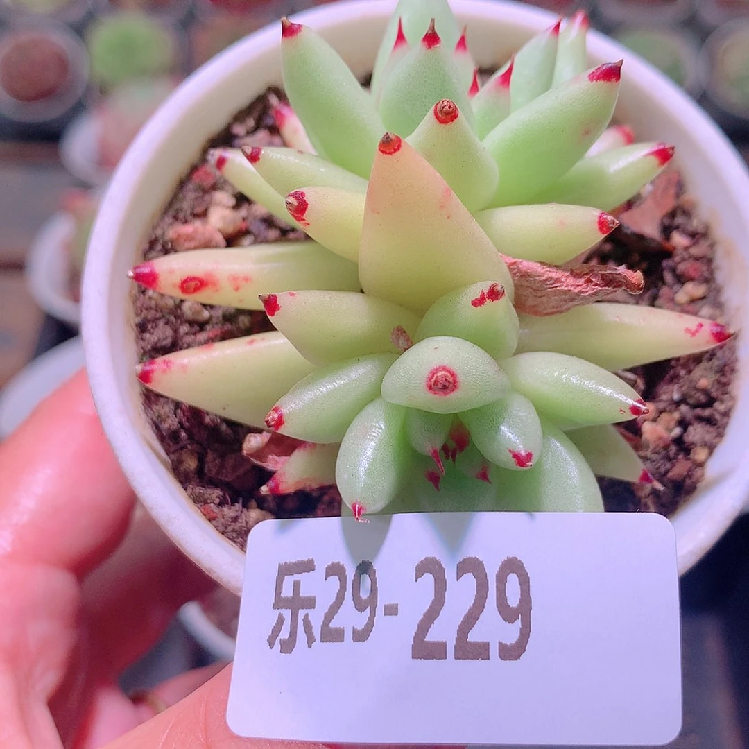 乐然29-229 玛丽亚
