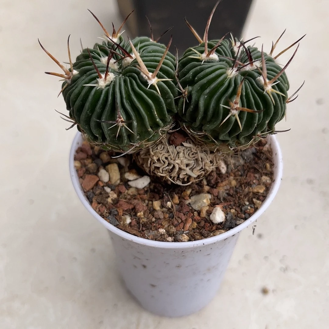 一物一拍下单包邮