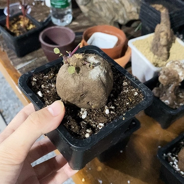 1一叶龟一物一拍200