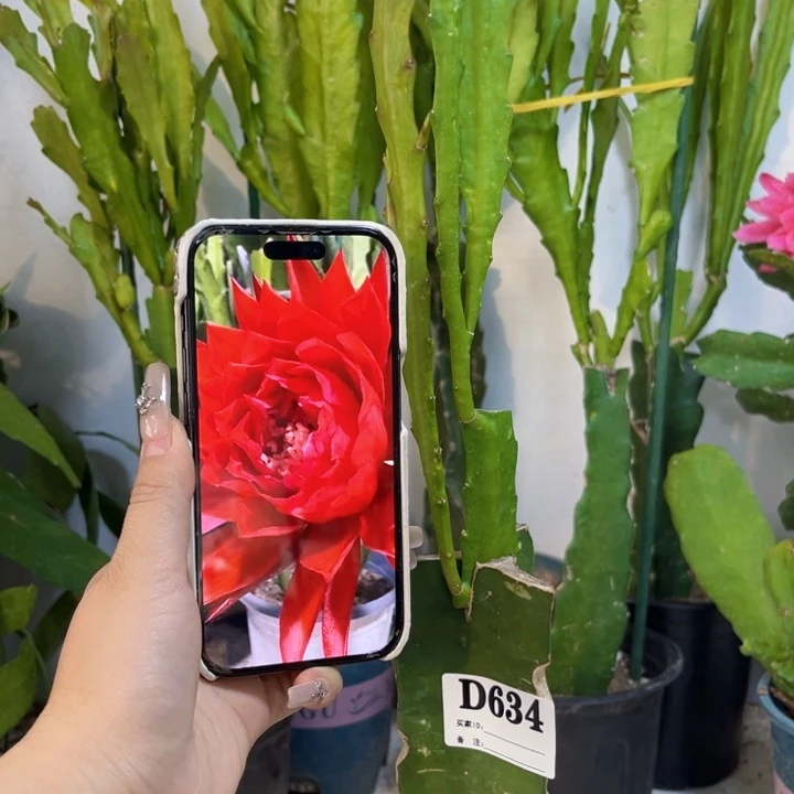 当前无花栽培后可以开花634