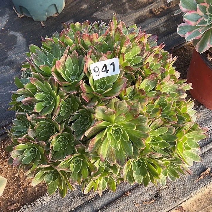 多肉植物万彩灯941