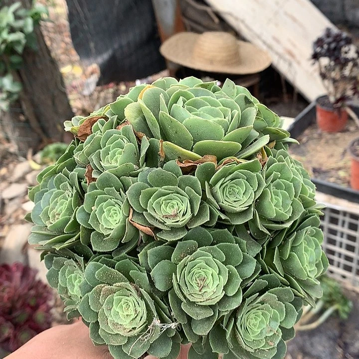 用****3877绿羊绒多肉植物