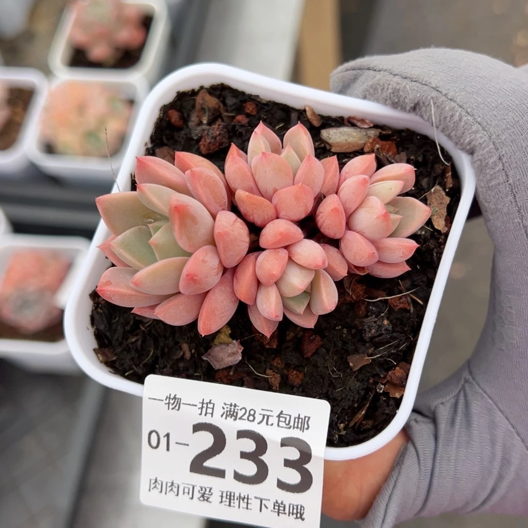 红粉佳人，小家碧玉