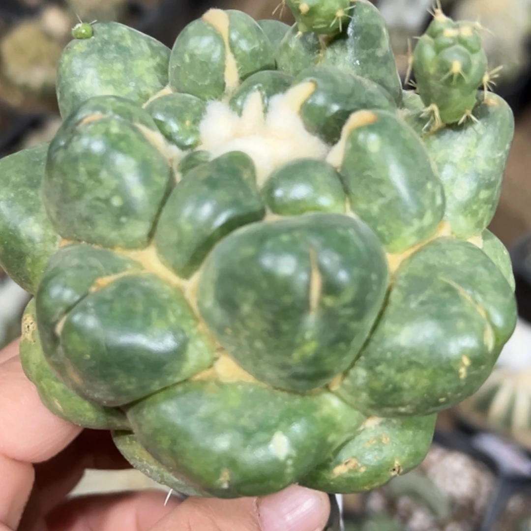 无花朵大尤无刺象牙830