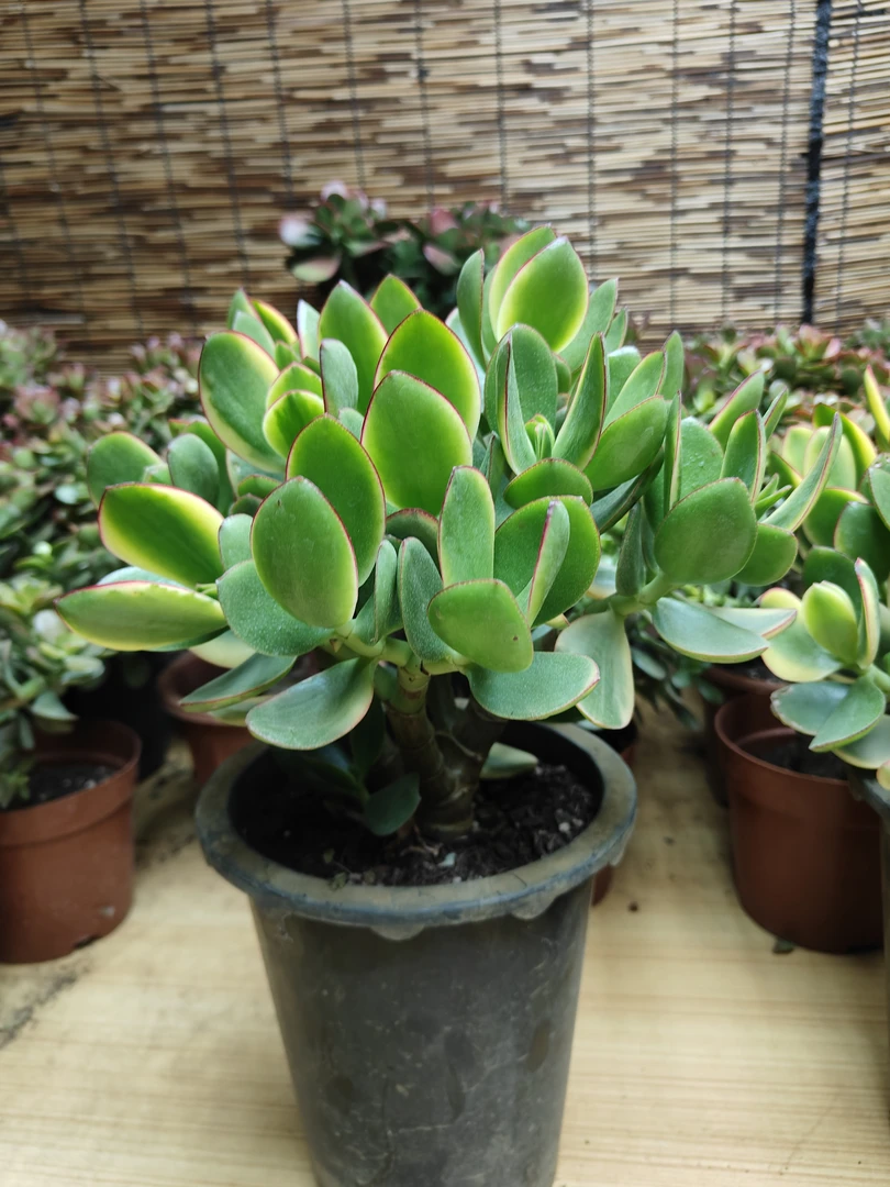 3年老桩（新花月锦）多肉  带半土球发货  不带盆