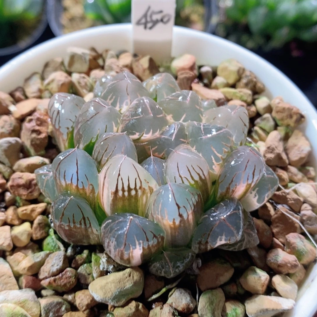 水晶实生玉露锦多肉植物