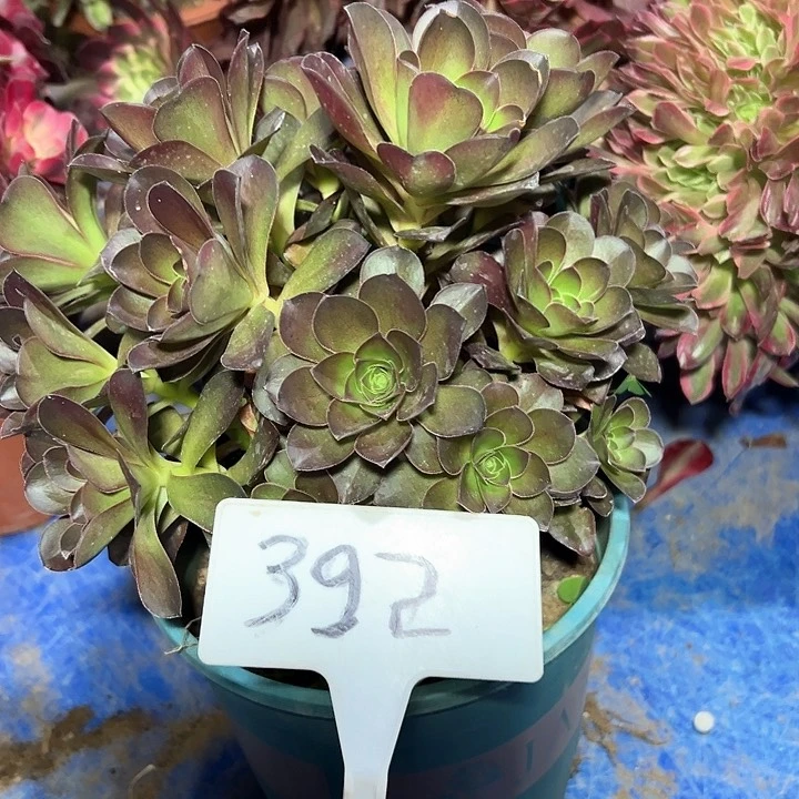 多肉植物梅金法师