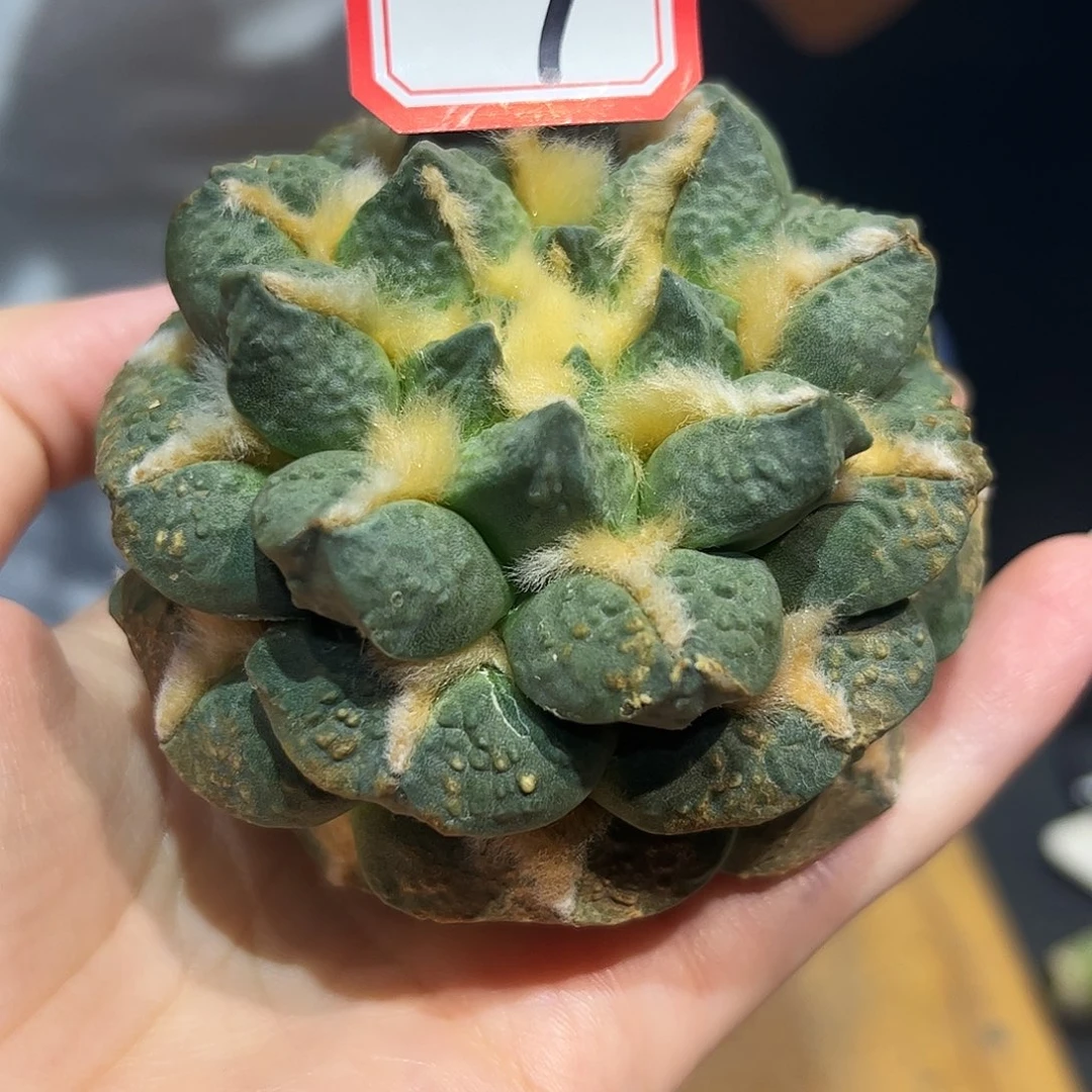 7号7.5cm蓝白姬龙爪怒萝卜根