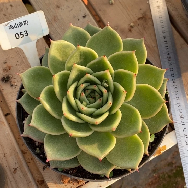 东云直播福利053号啊