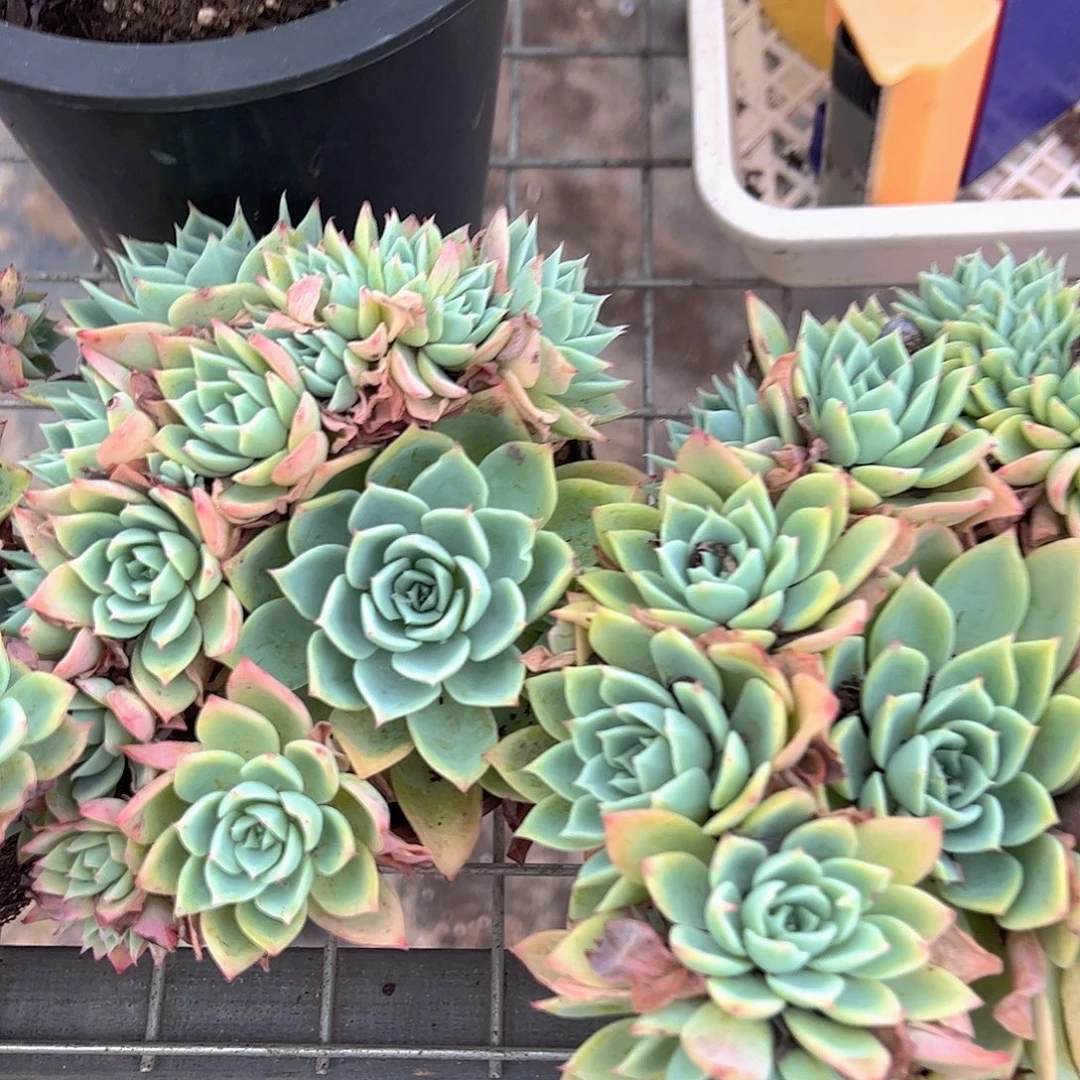 三色堇多头造型多头二盆