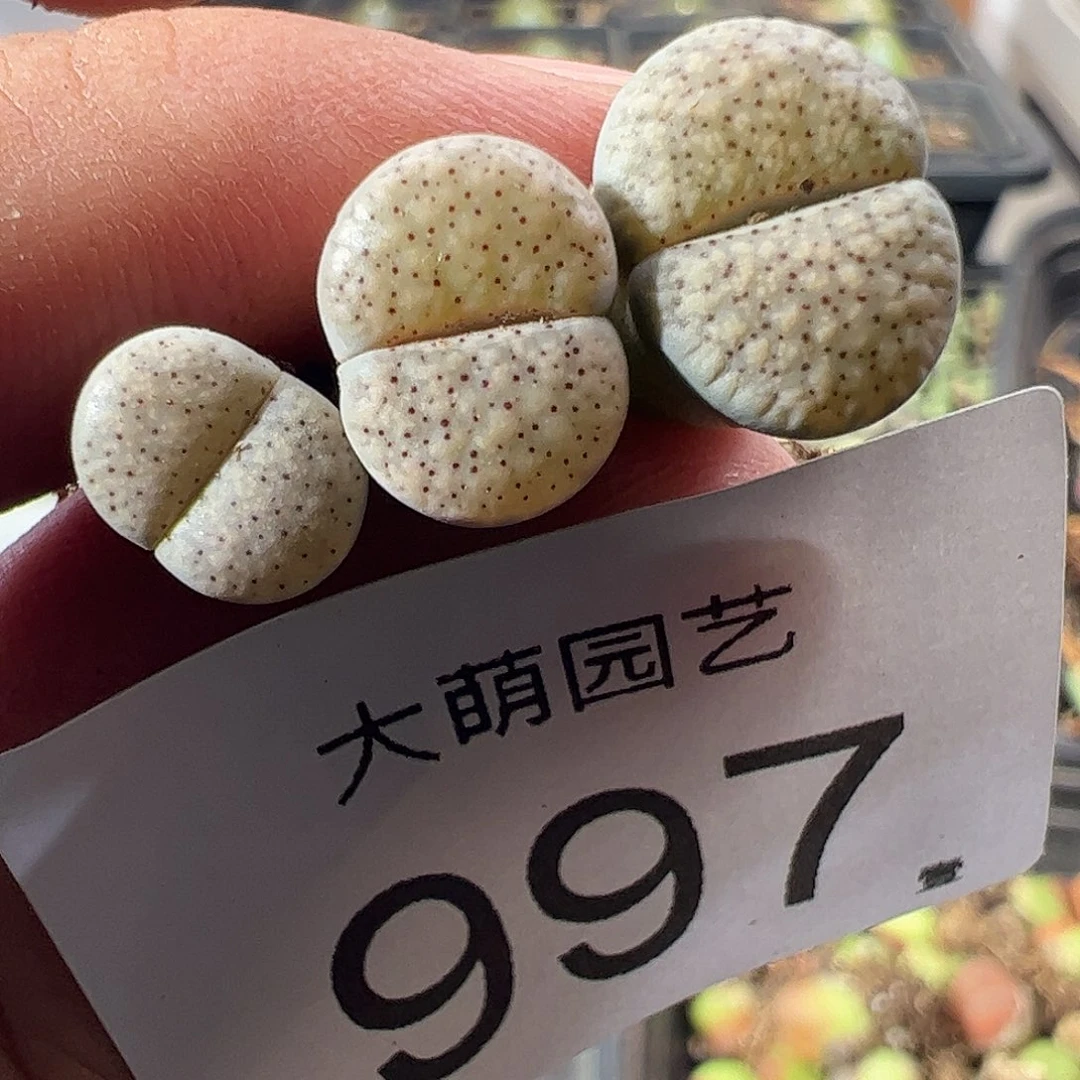 一物一拍。      997