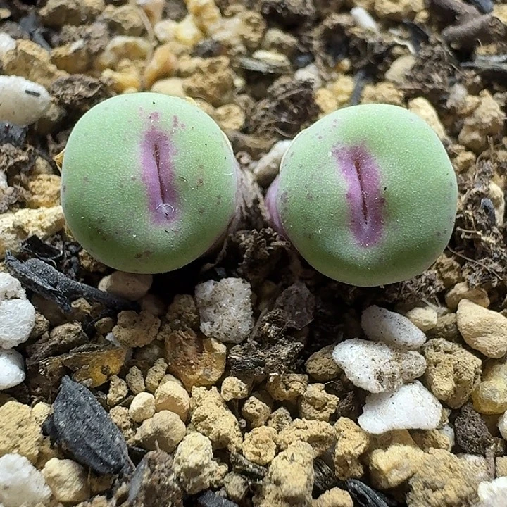 老马生石花p嘴1319