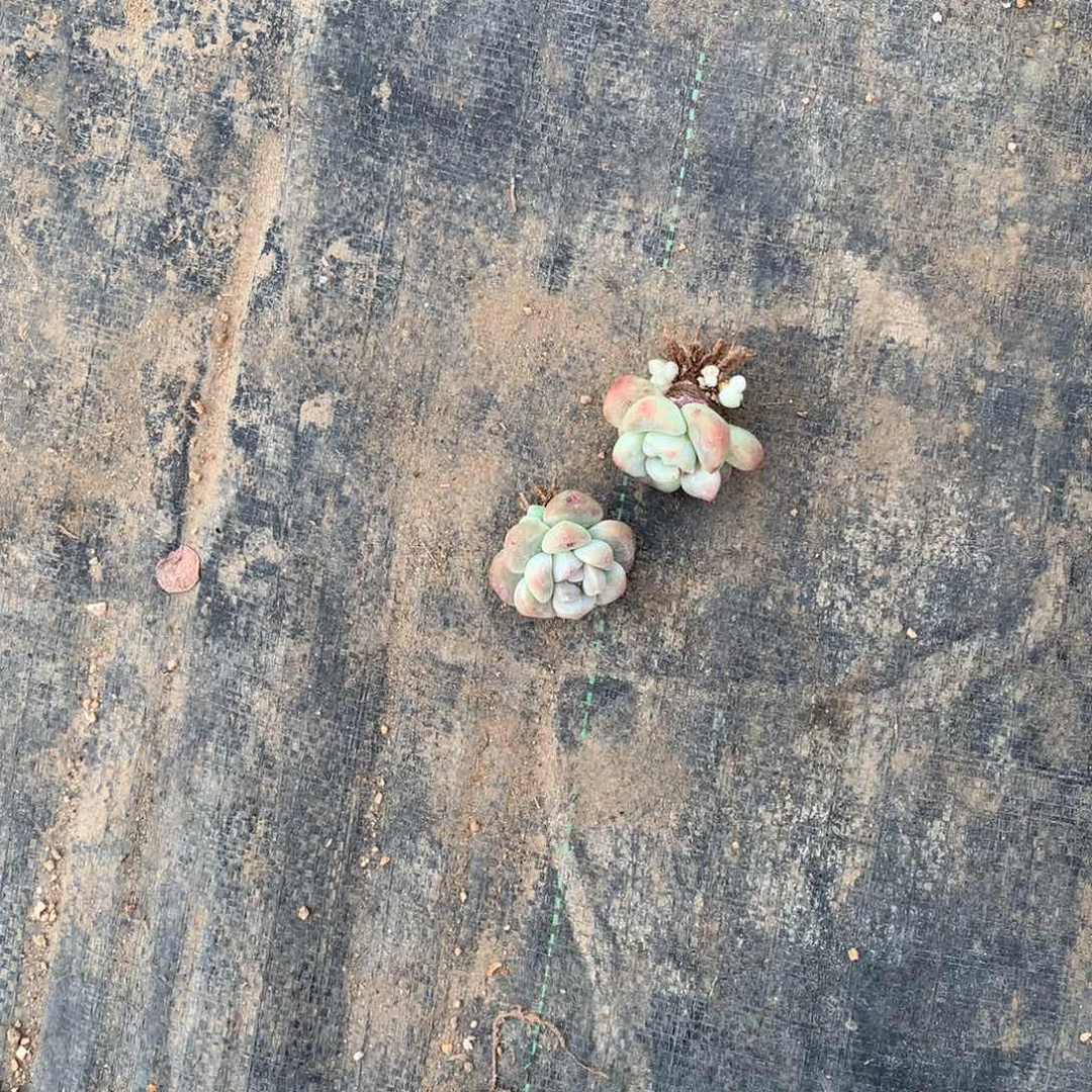 小*ఇ两颗4厘米左右冰玉