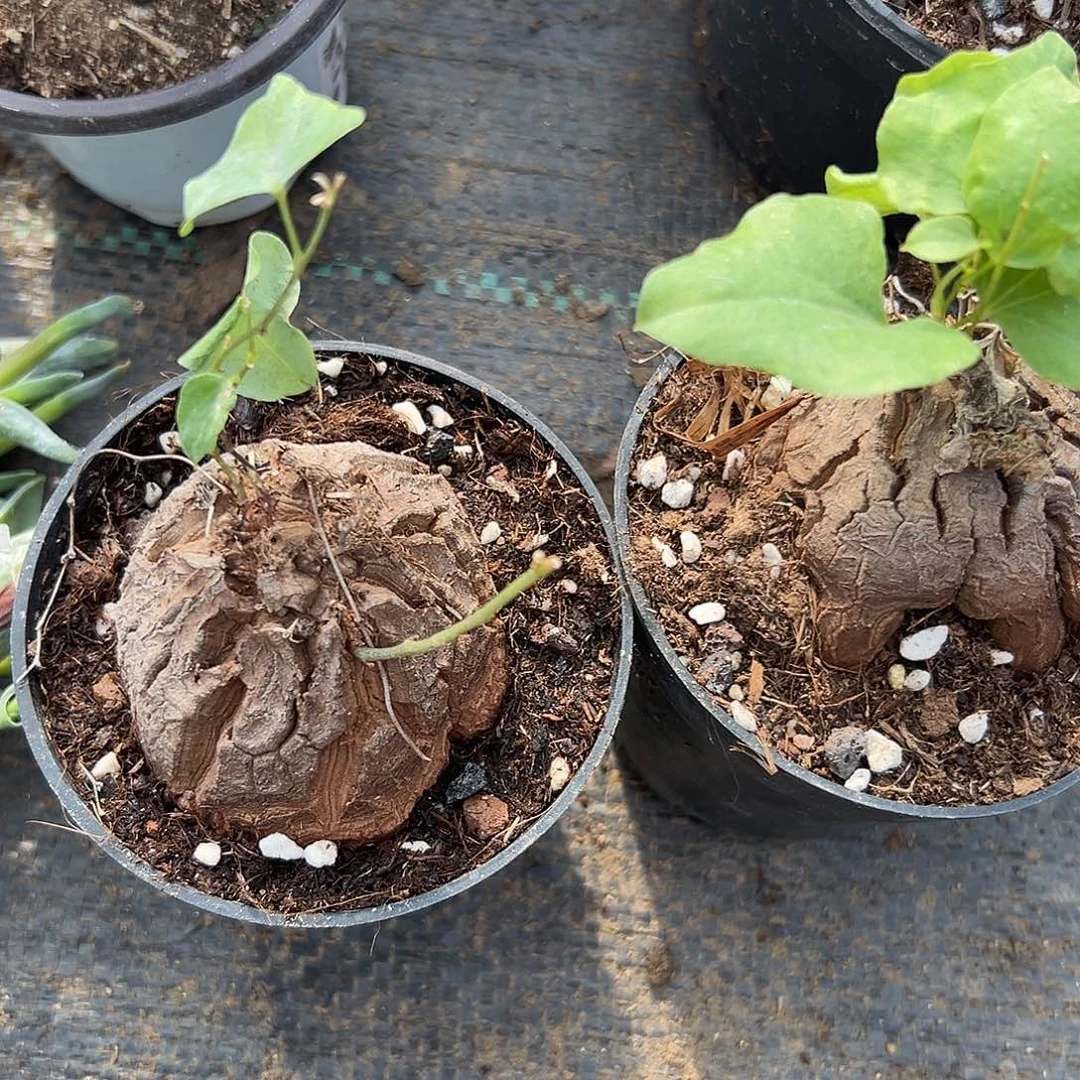 多肉植物两颗龟甲龙