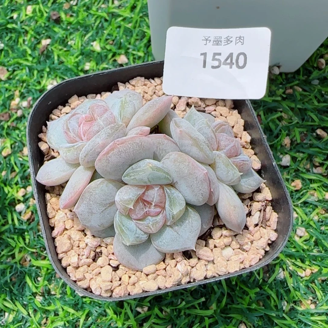 红皇后，1540多肉植物