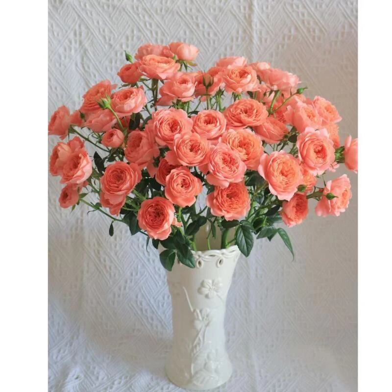 1【杏色果汁】 多头玫瑰   真花 鲜切花  一单中通，两单顺丰发货