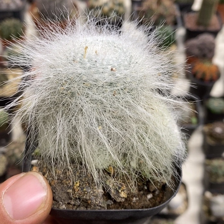 雪原玉翁特价福利