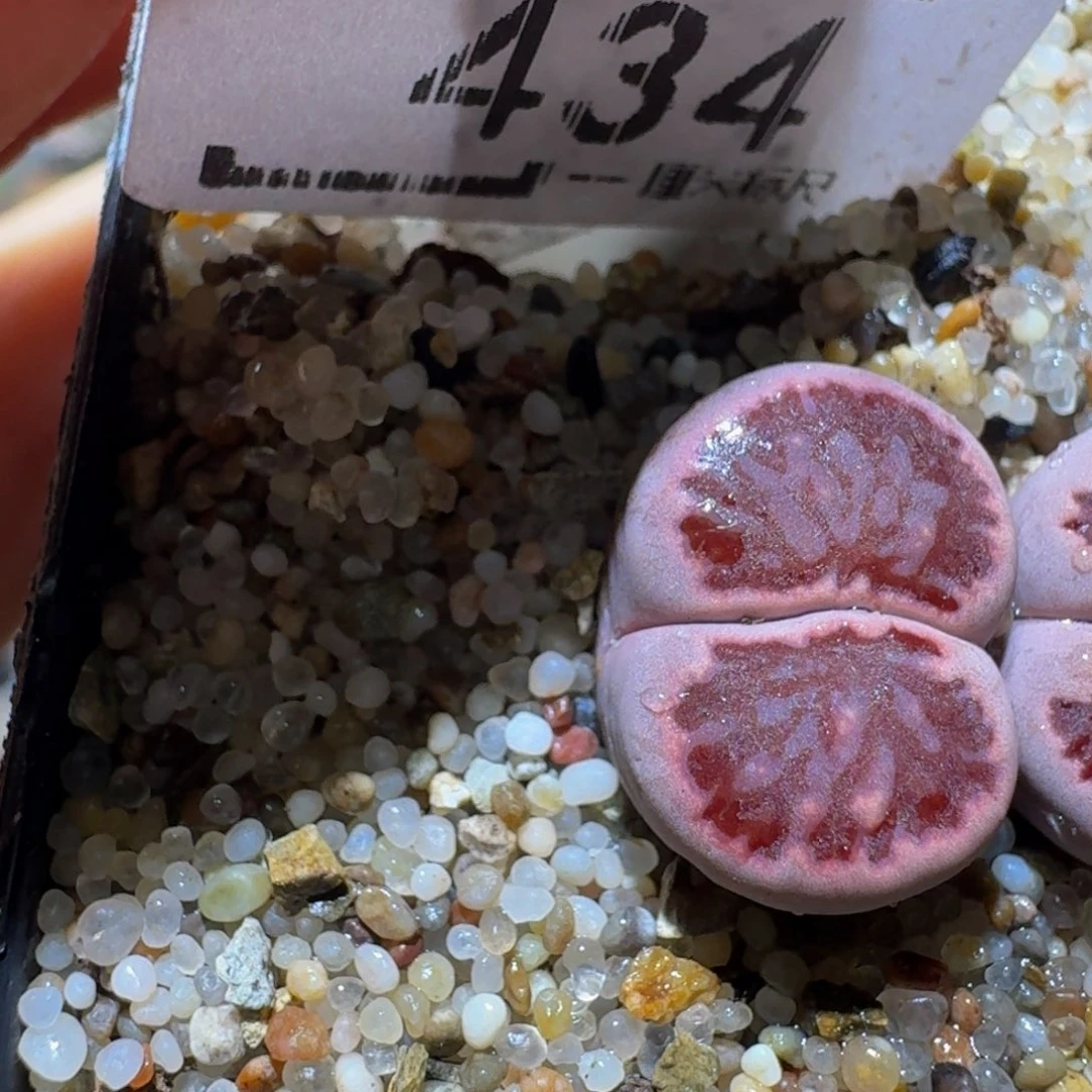 Ssss精品生石花434紫菊