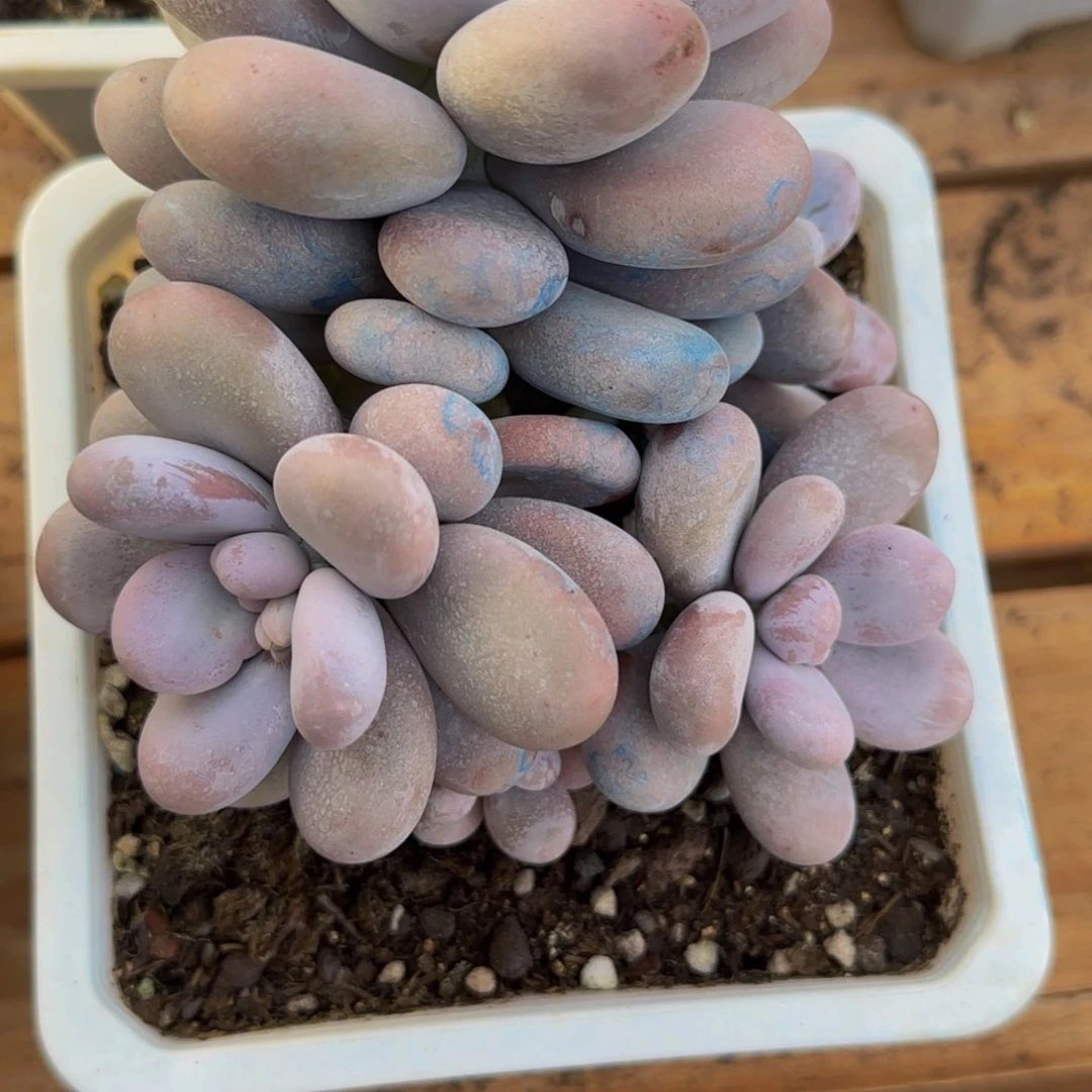 月****来云南精品多肉1853