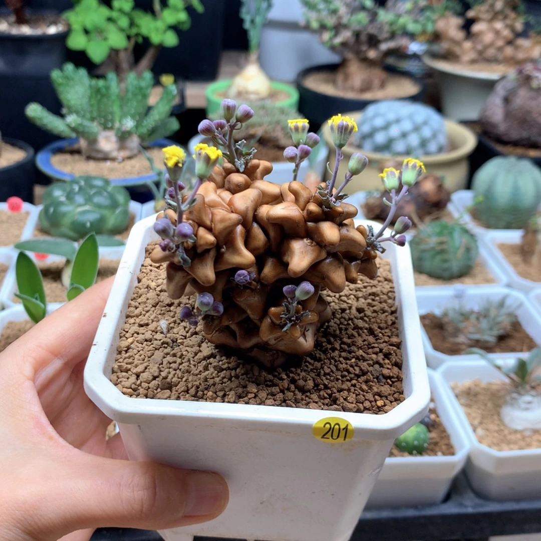 蛮鬼塔厚敦菊带盆201