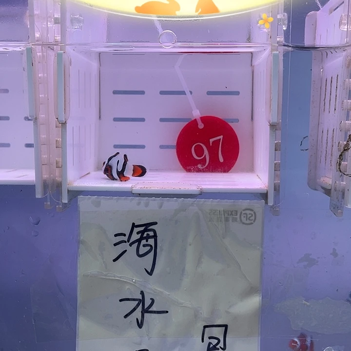 海水鱼精品鬼婆小丑鱼一条