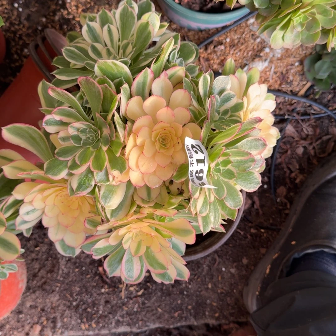 法师 丘比特6612 19-50