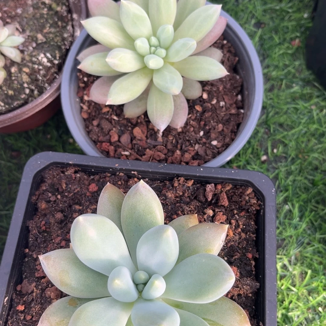 小***鱼多肉植物哥特萝莉