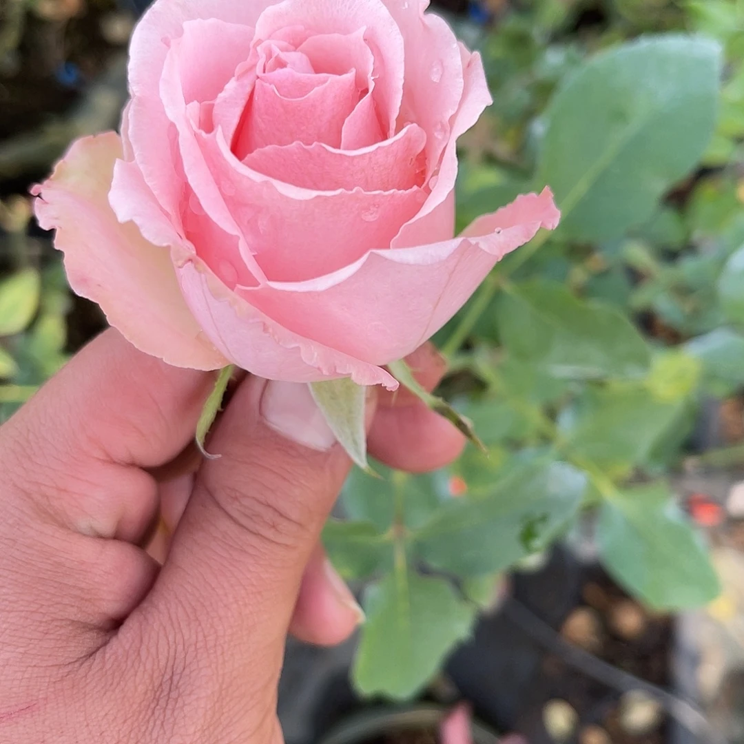 无花朵———-读心术 福利款