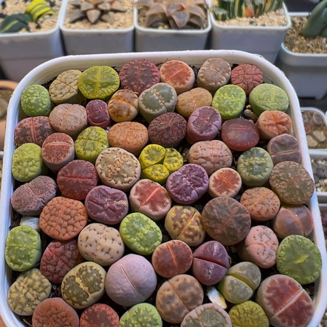 80多肉植物百科知识