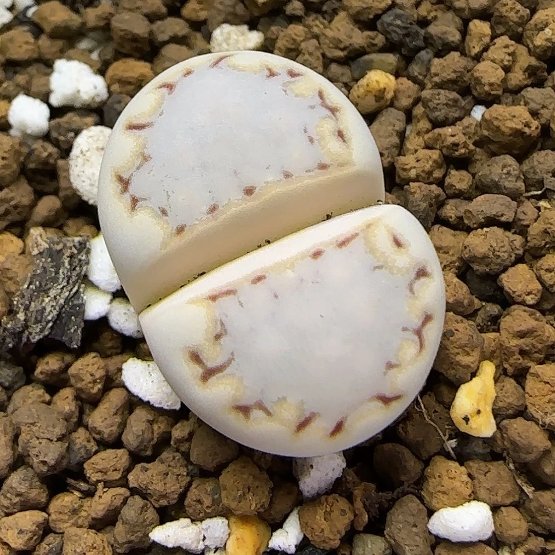 11.23. c217饼干.9014尺寸1.8cm