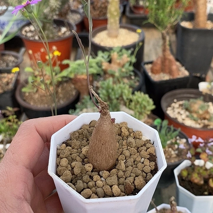 664紫花厚敦菊一一一一一一一一一