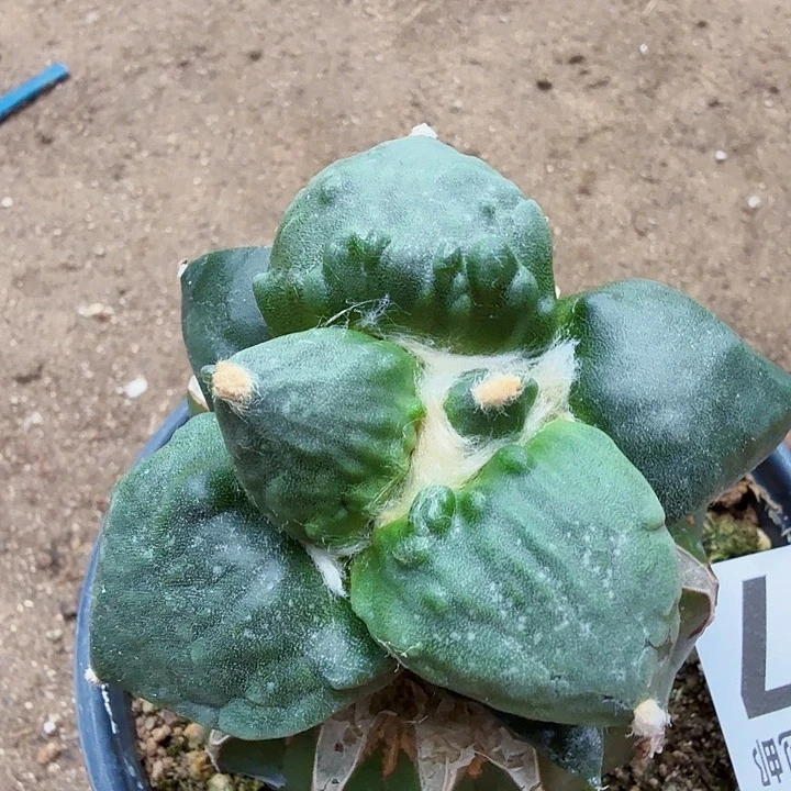 无花朵987榴尤栗源怒涛牡丹东六