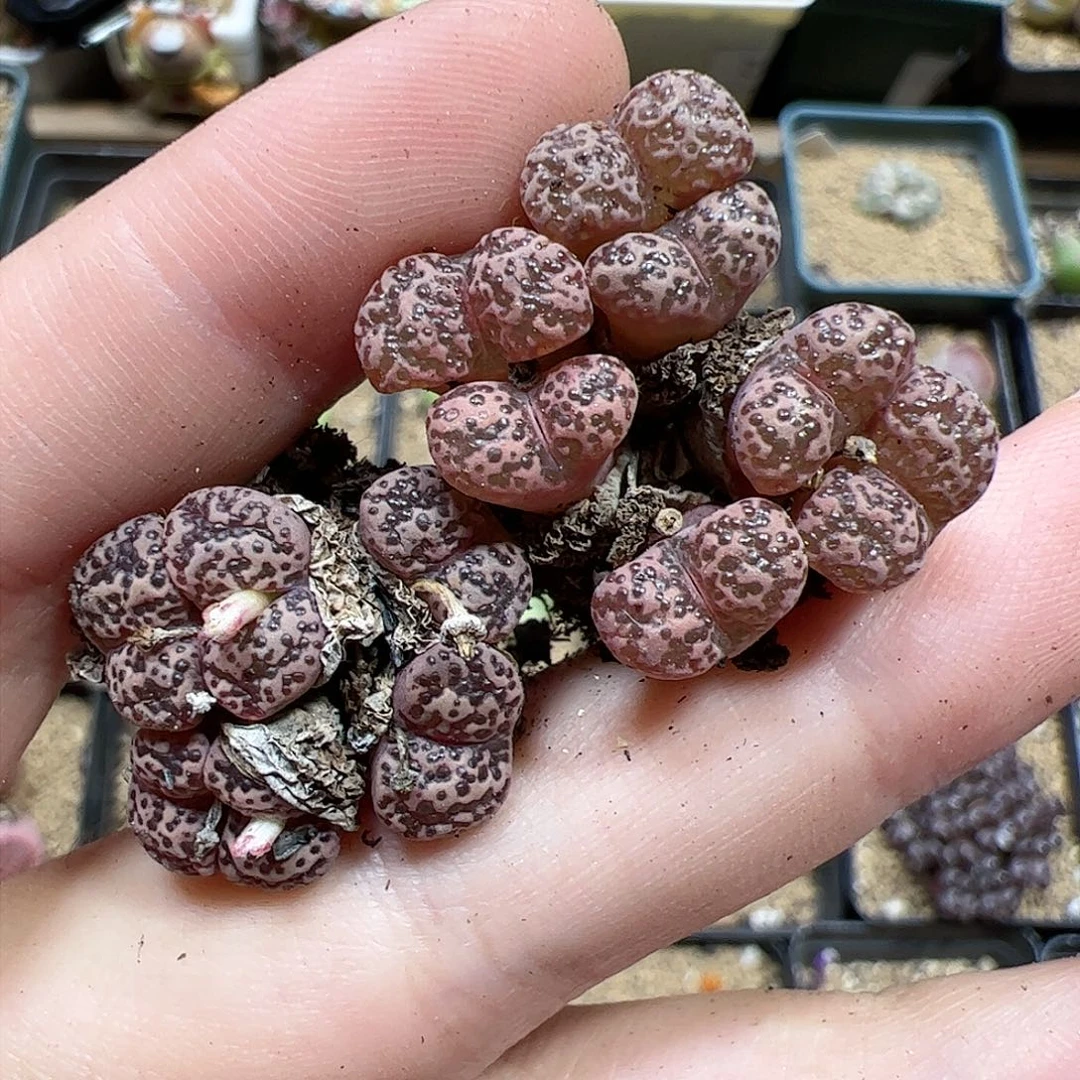 【闪购商品】228 开播福利