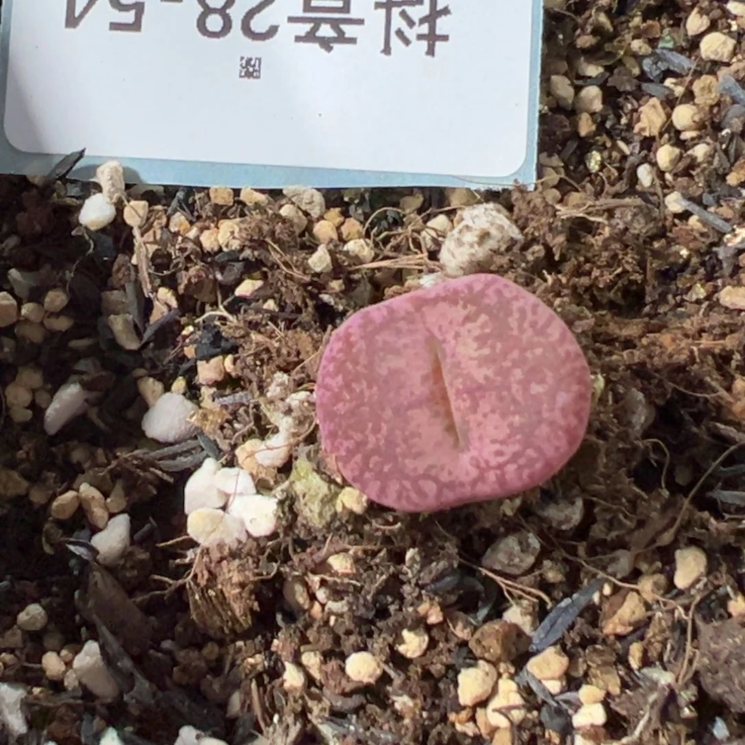 28-54肉锥多肉植物大战