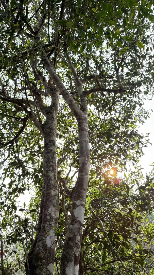 2025年倚邦大黑树林古树【头春头采】普洱茶