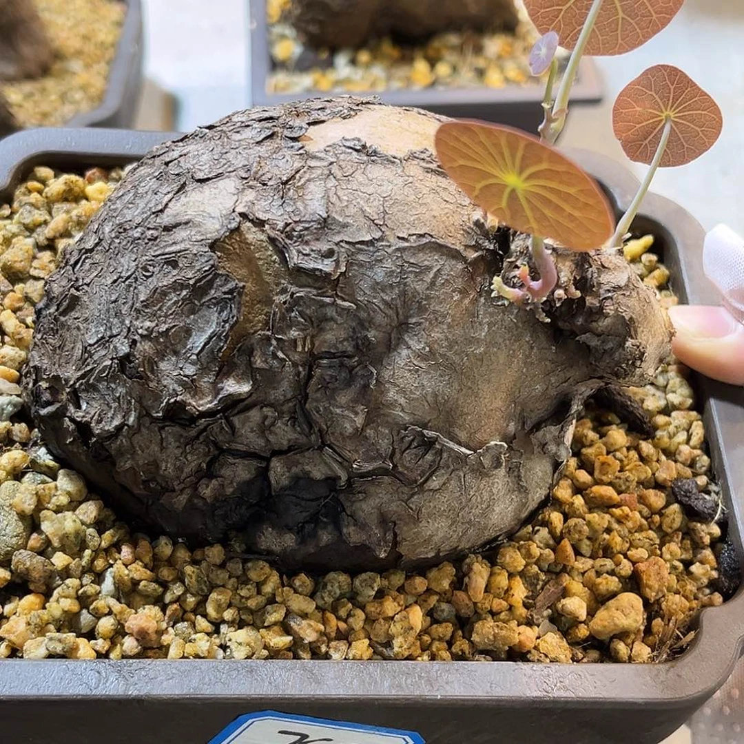 精品一叶龟.胖猪造型