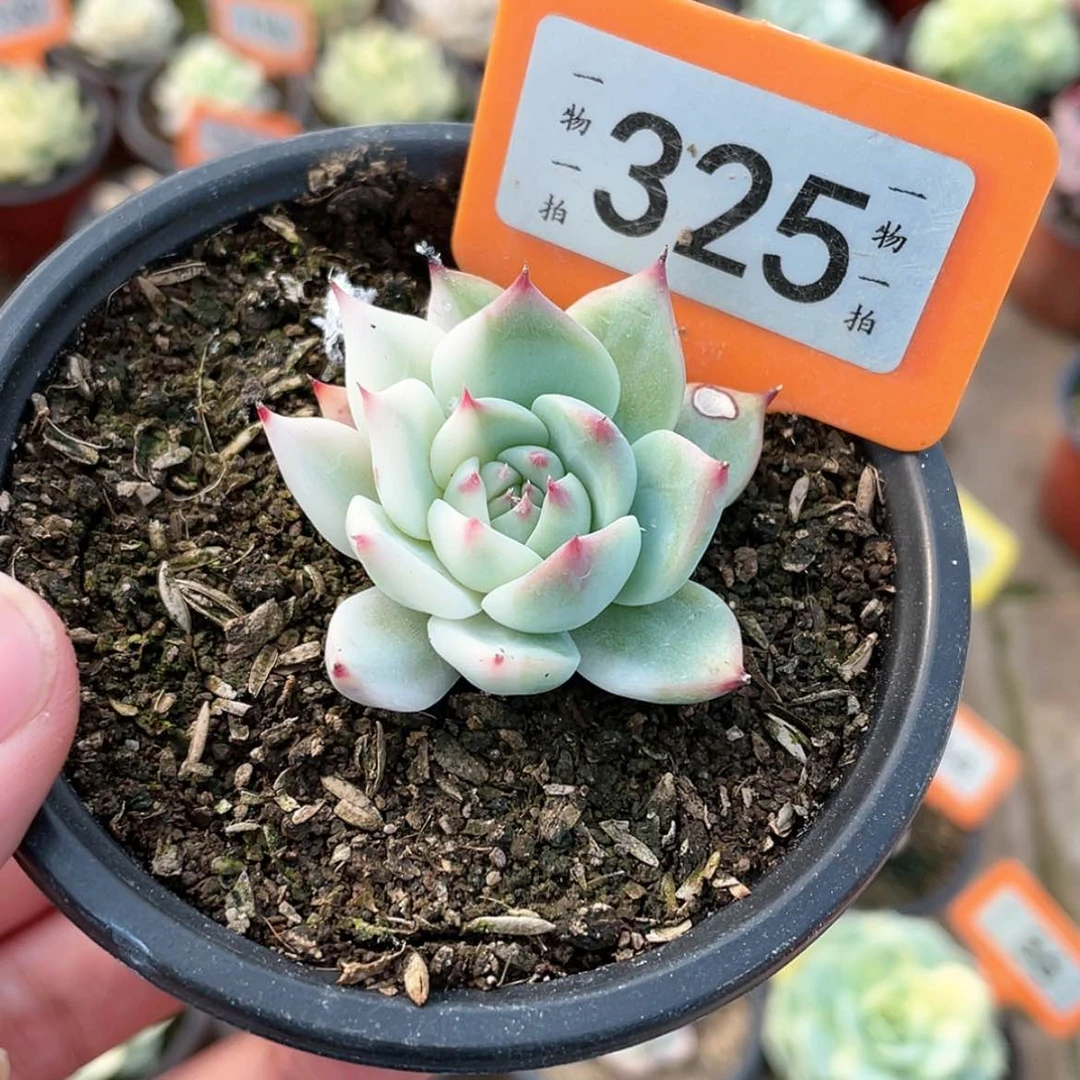 【闪购商品】325号