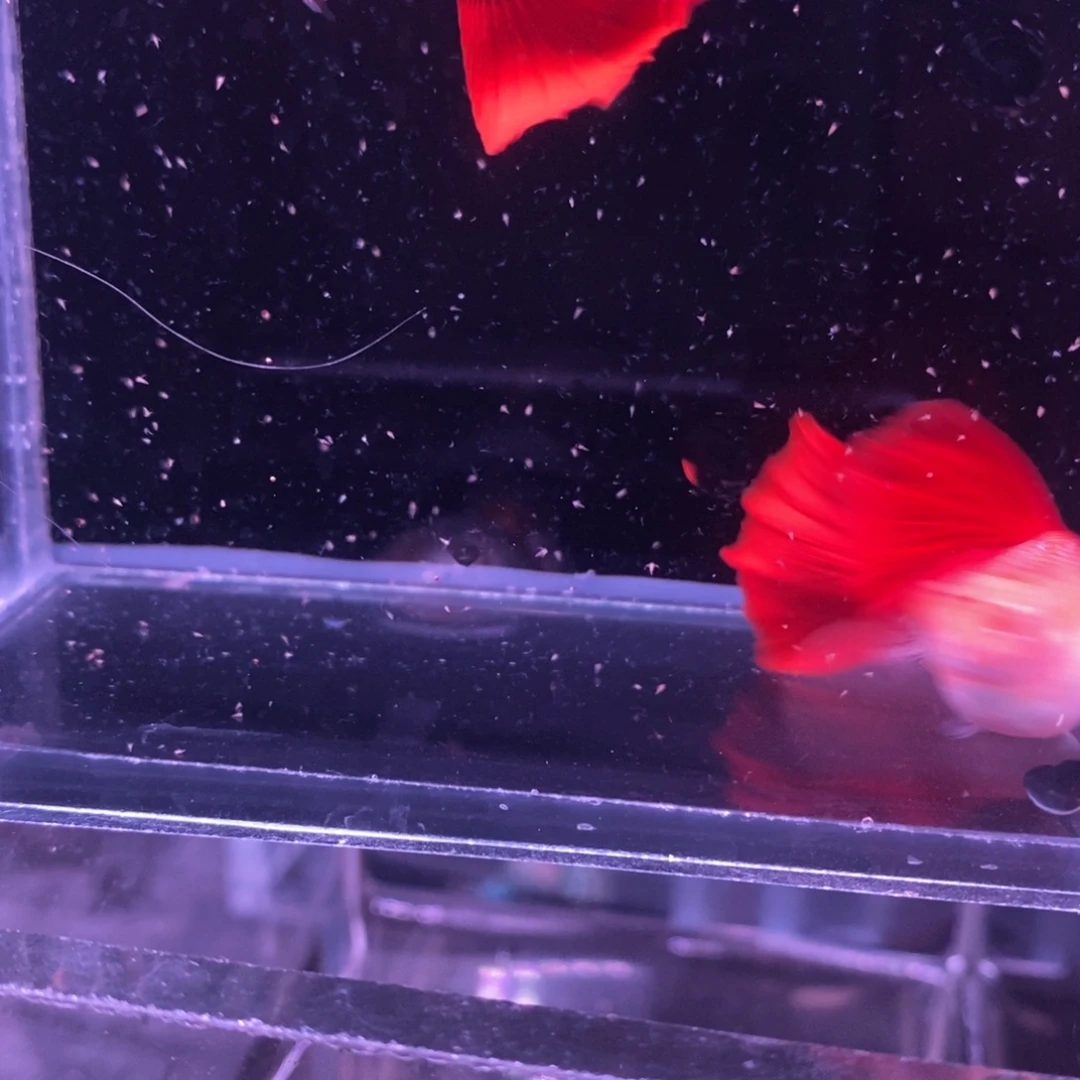 孔雀鱼极品血红一对